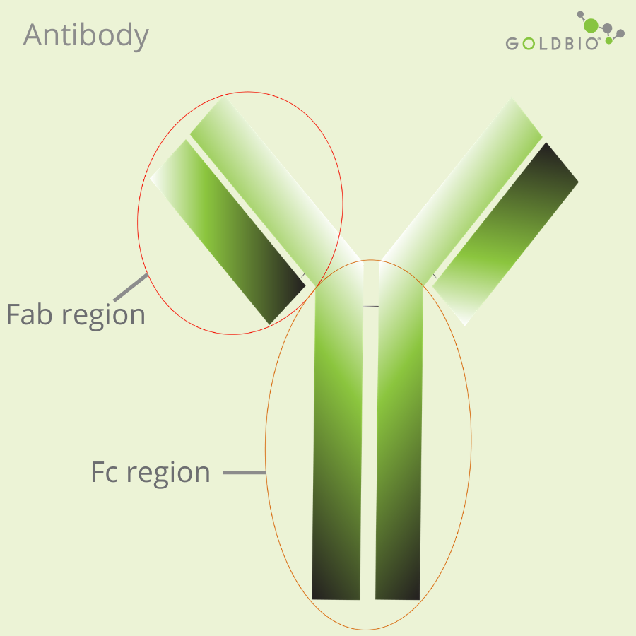 An Introduction to Primary Antibodies and Secondary Antibodies GoldBio